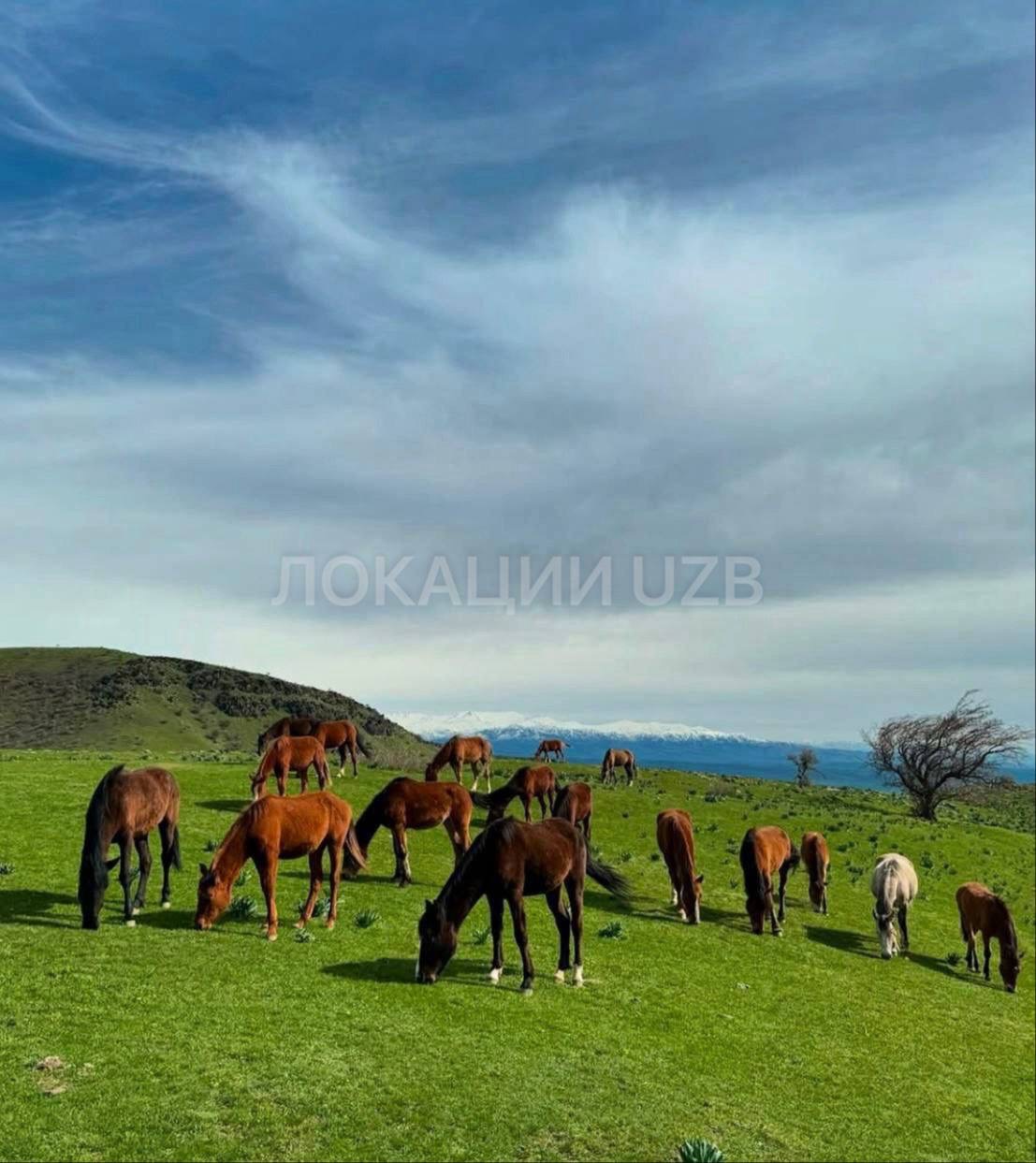 2-Day Horse Riding in the Nuratau Mountains scene 1